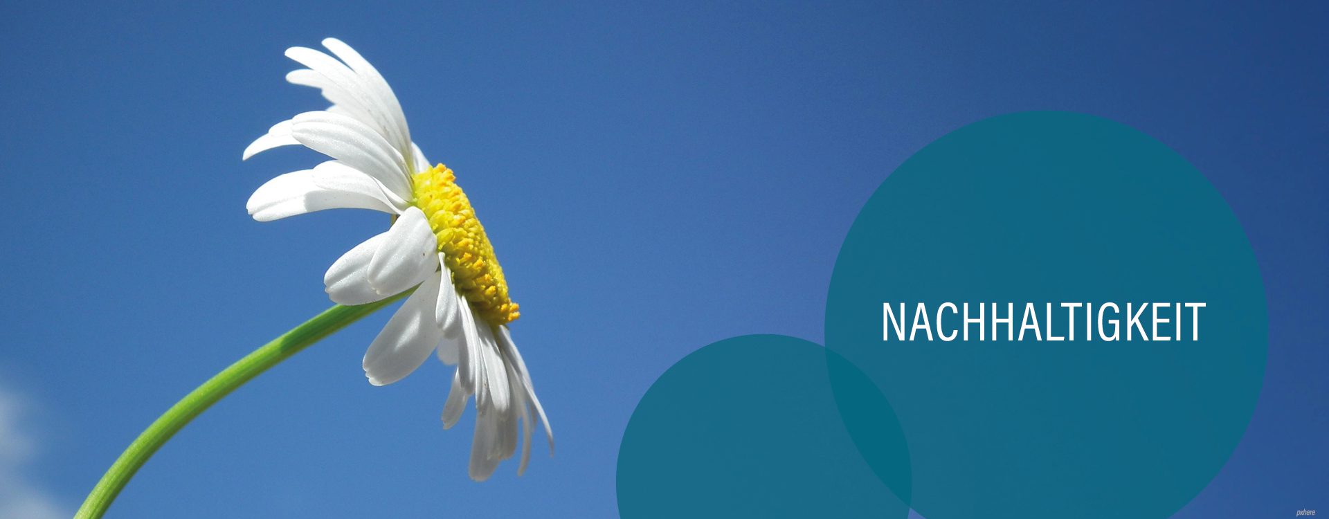 Magerite vor blauem Himmel, blaugraue Kreise mit der Aufschrift Nachhaltigkeit