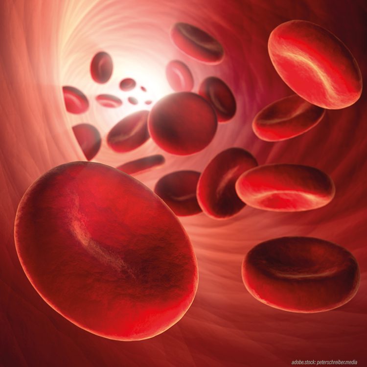 Visualisierung von roten Blutkörperchen die durch eine Arterie oder Vene schweben.