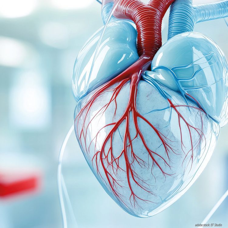 abstrakte 3D-Modelldarstellung Herz und Herzgefäße vor unscharfem Hintergrund