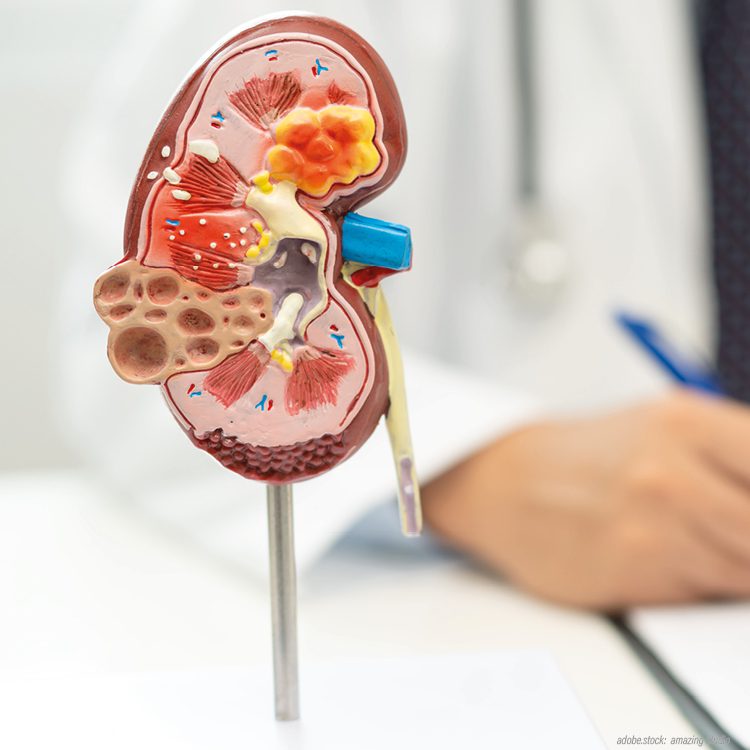 Farbiges 3D-Modell einer menschlichen Niere.