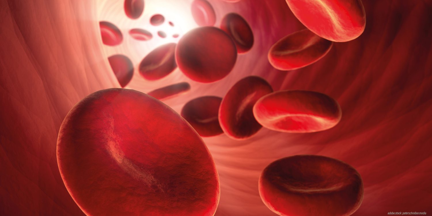 Visualisierung von roten Blutkörperchen die durch eine Arterie oder Vene schweben.
