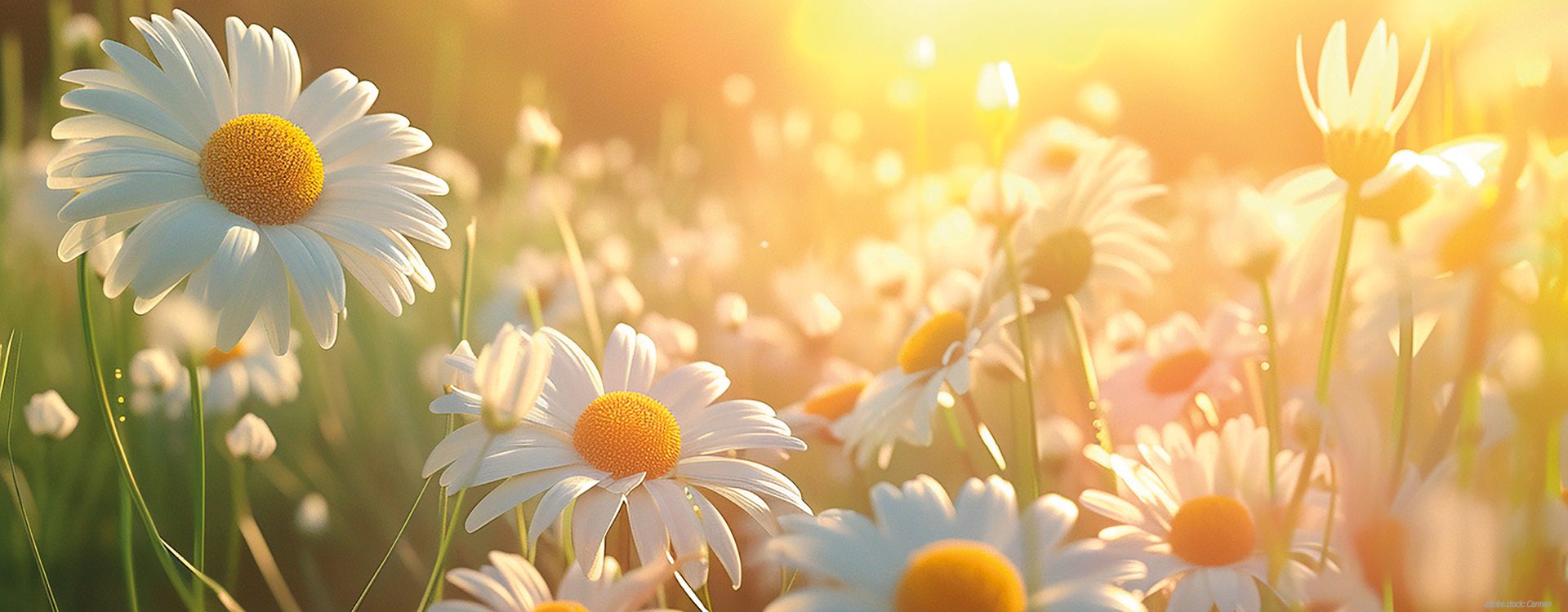 Magheritenfeld im Sonnenschein